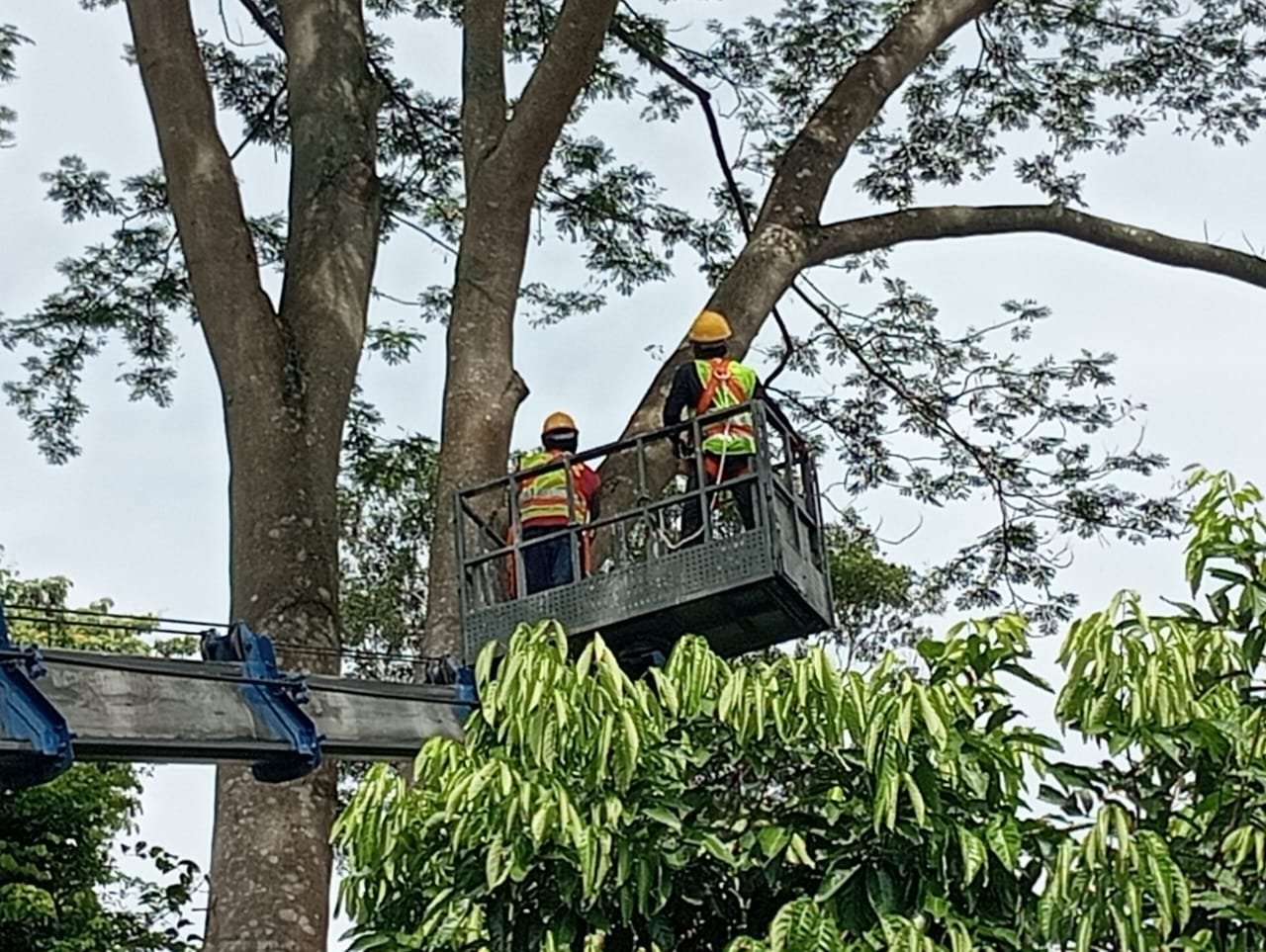 Completed tree care and landscaping project 10